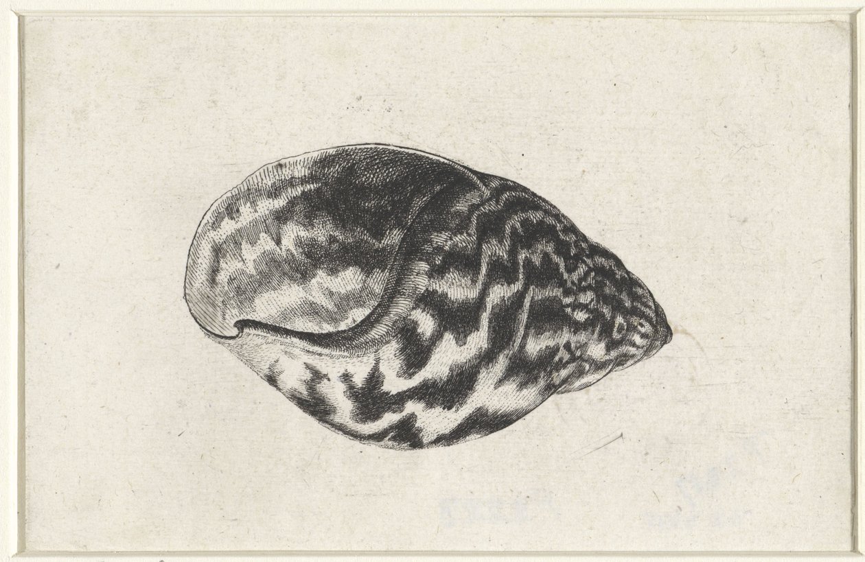 Skall, achatina achatina Skjell (serietittel) av Wenceslaus Hollar