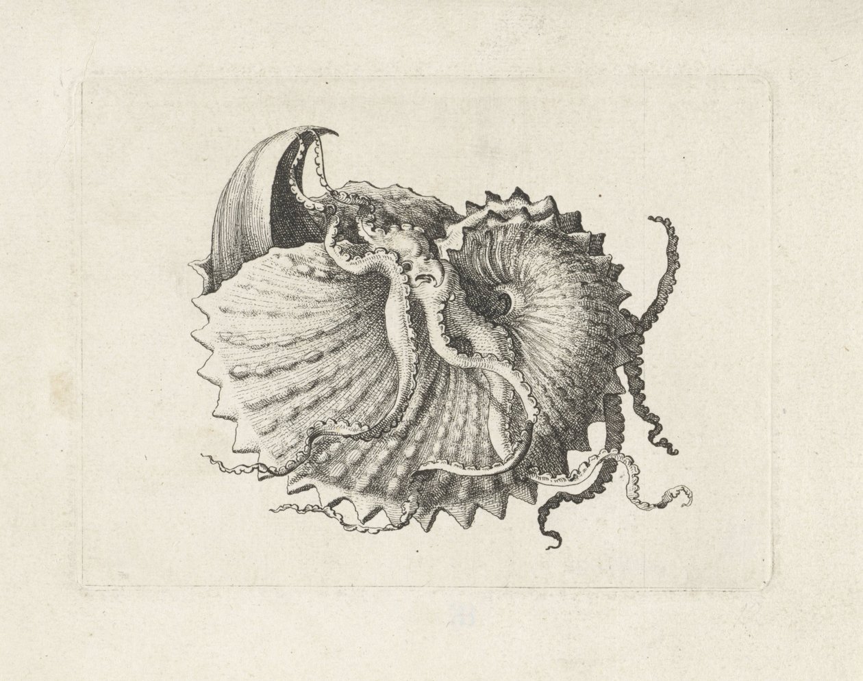 Skall, argonauta nodosa Skjell (serietittel) av Wenceslaus Hollar