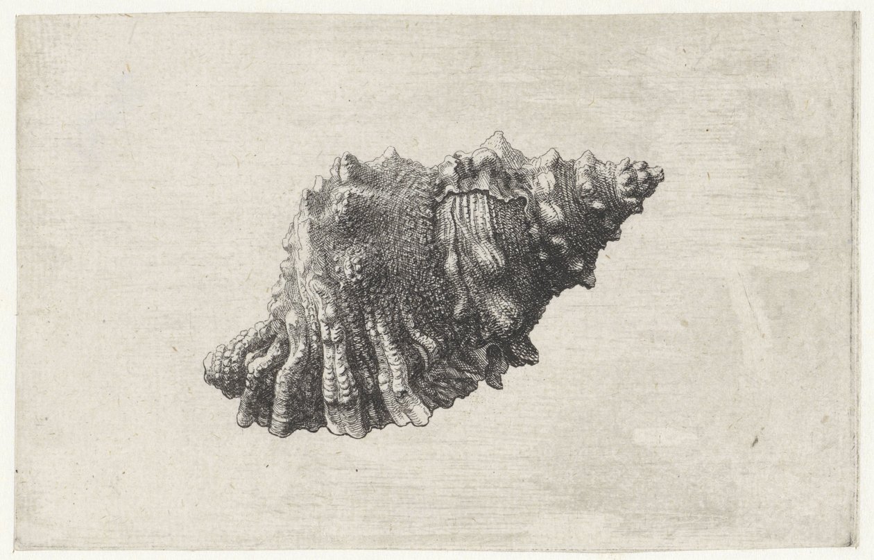 Skall, bursa rubeta Skjell (serietittel) av Wenceslaus Hollar