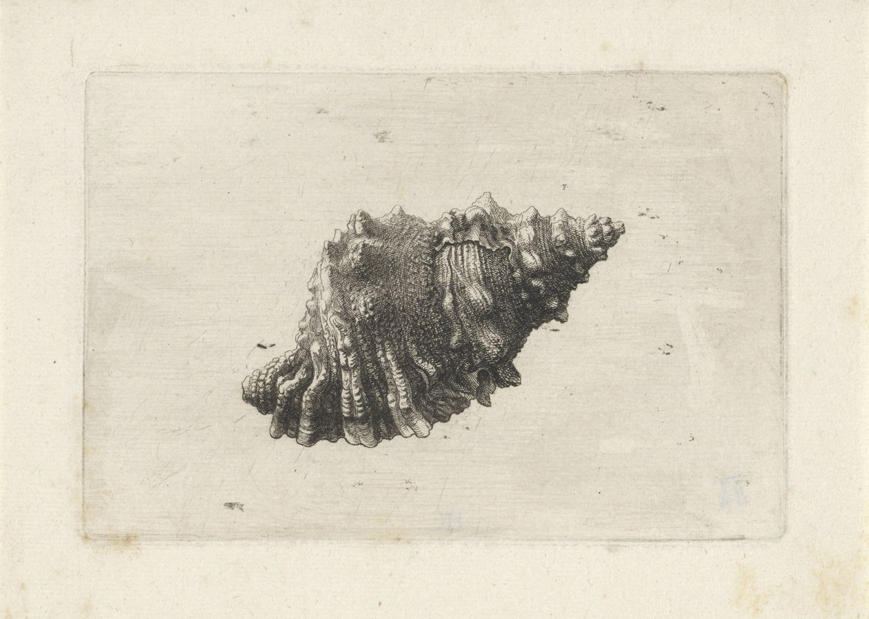Skall, bursa rubeta Skjell (serietittel) av Wenceslaus Hollar