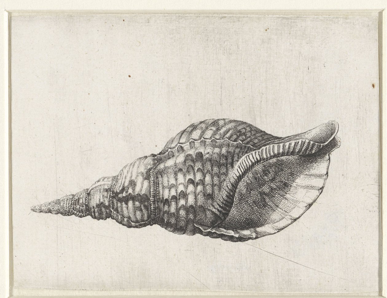 Skjell, charonia tritonis Skjell (serietittel) av Wenceslaus Hollar
