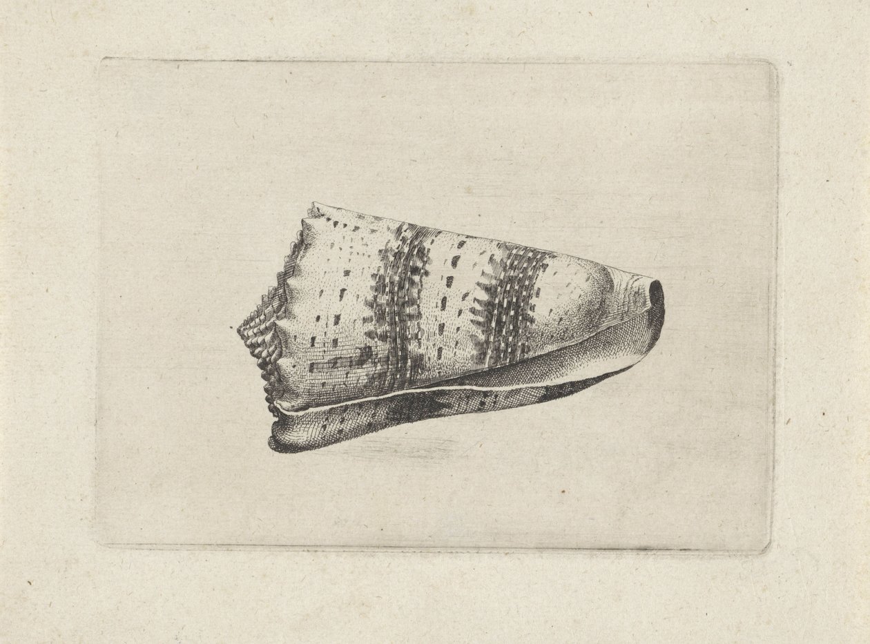 Skall, kjegle imperialis Skjell (serietittel) av Wenceslaus Hollar