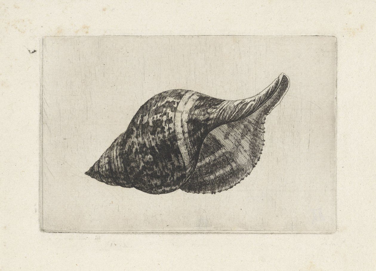 Skjell, fasciolaria tulipa Skjell (serietittel) av Wenceslaus Hollar