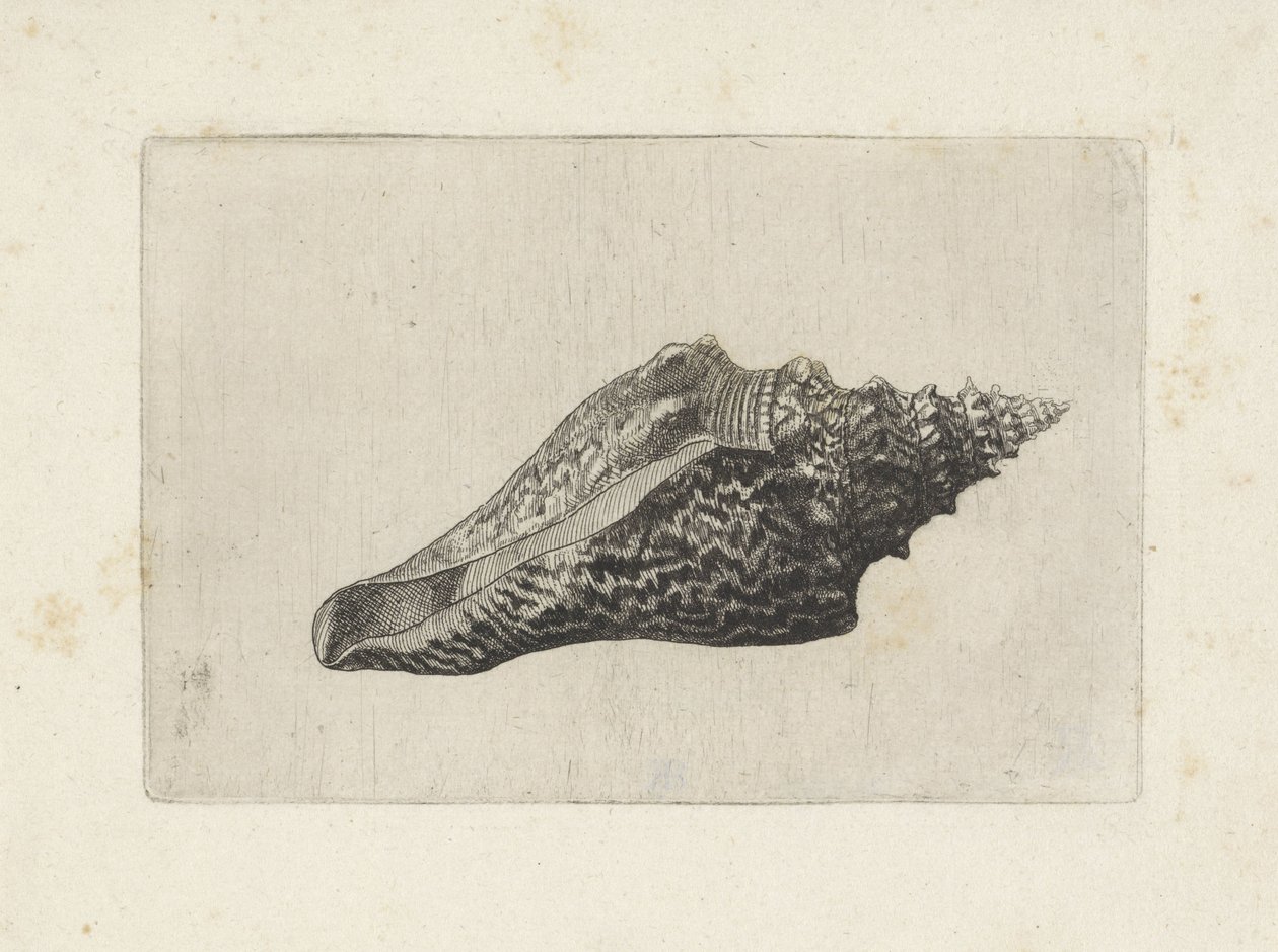Skall, hemifusus ternatanus Skjell (serietittel) av Wenceslaus Hollar