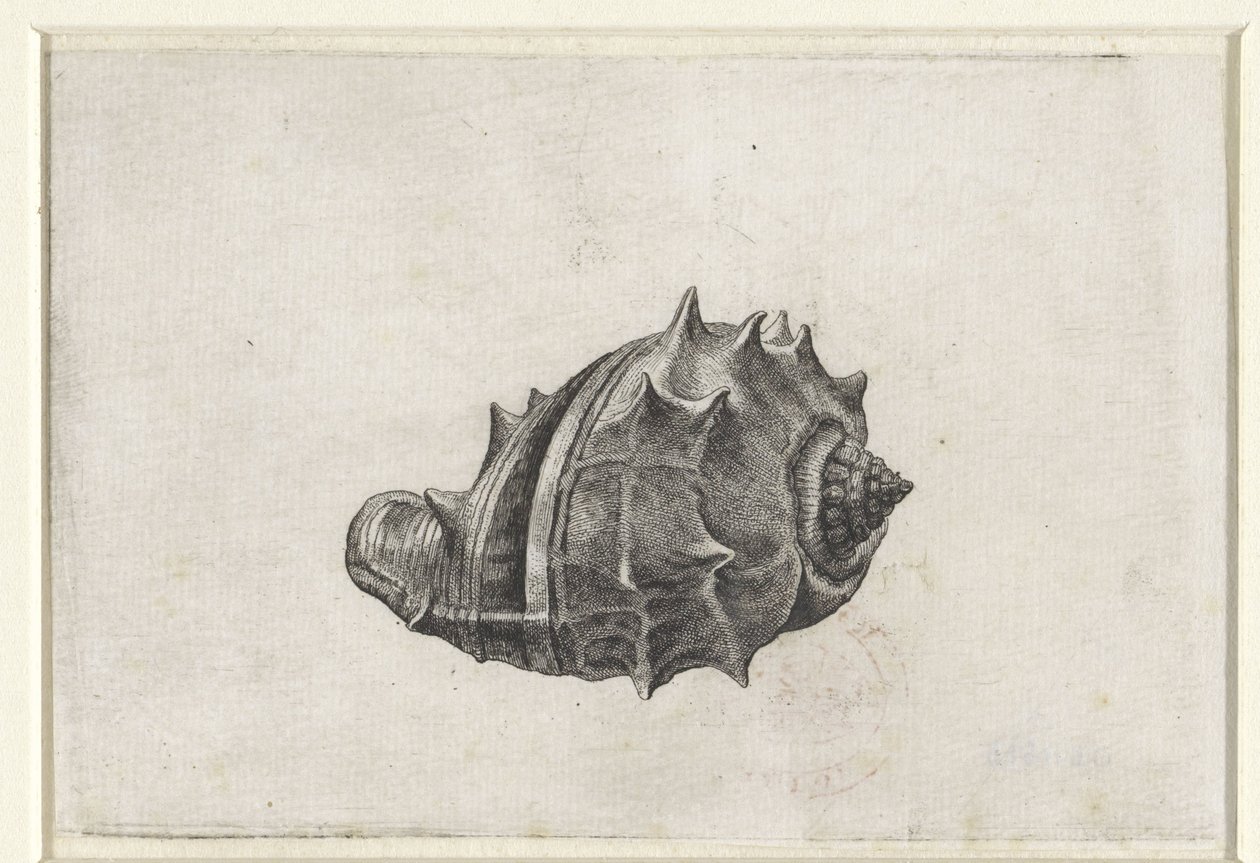 Shell, melongena melongena Shells (serietittel) av Wenceslaus Hollar