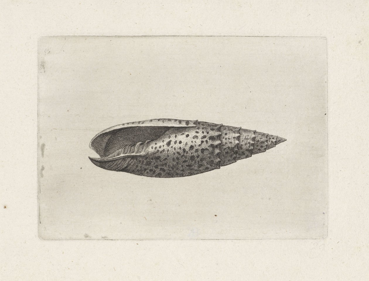 Skjell, mitra papalis Skjell (serietittel) av Wenceslaus Hollar