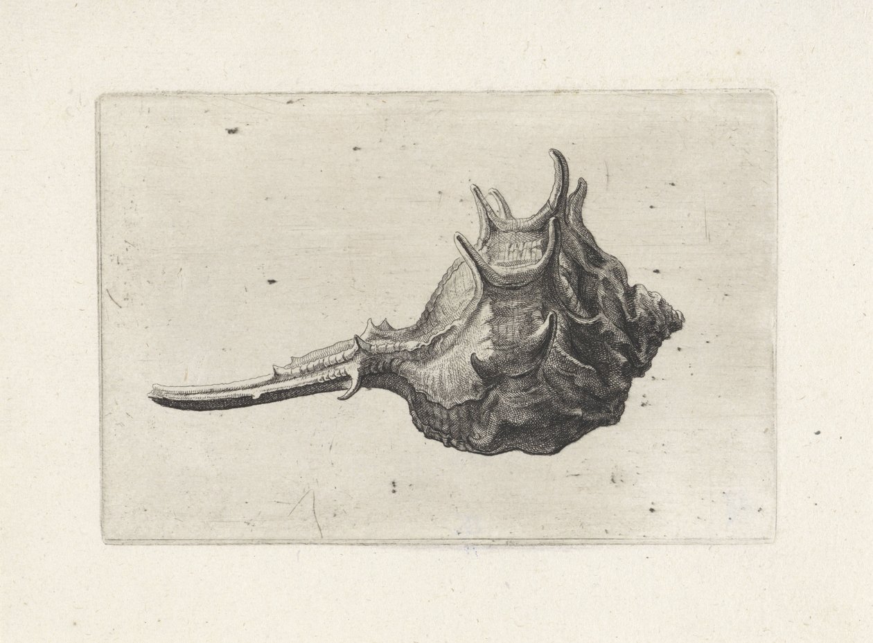 Shell, murex brevispina Shells (serietittel) av Wenceslaus Hollar