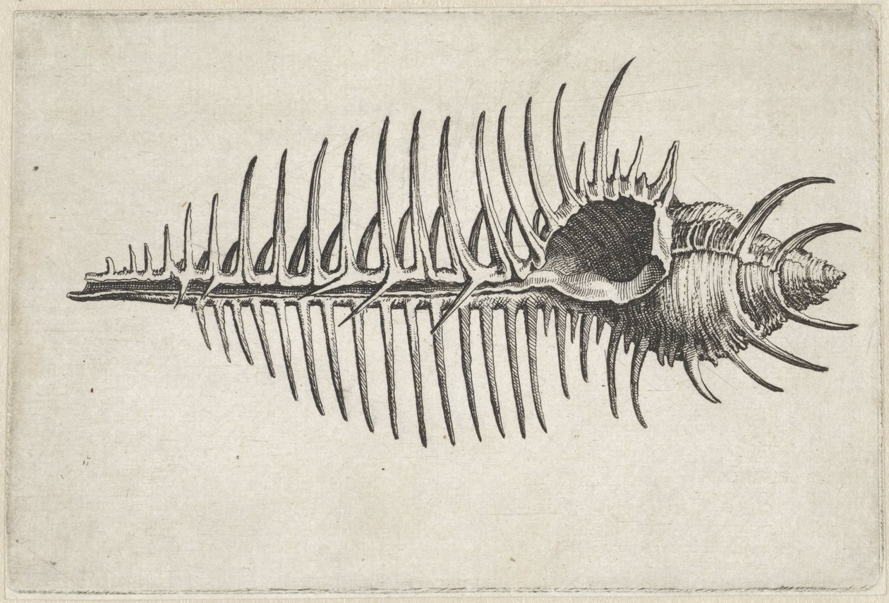 Skall, murex pecten Skjell (serietittel) av Wenceslaus Hollar