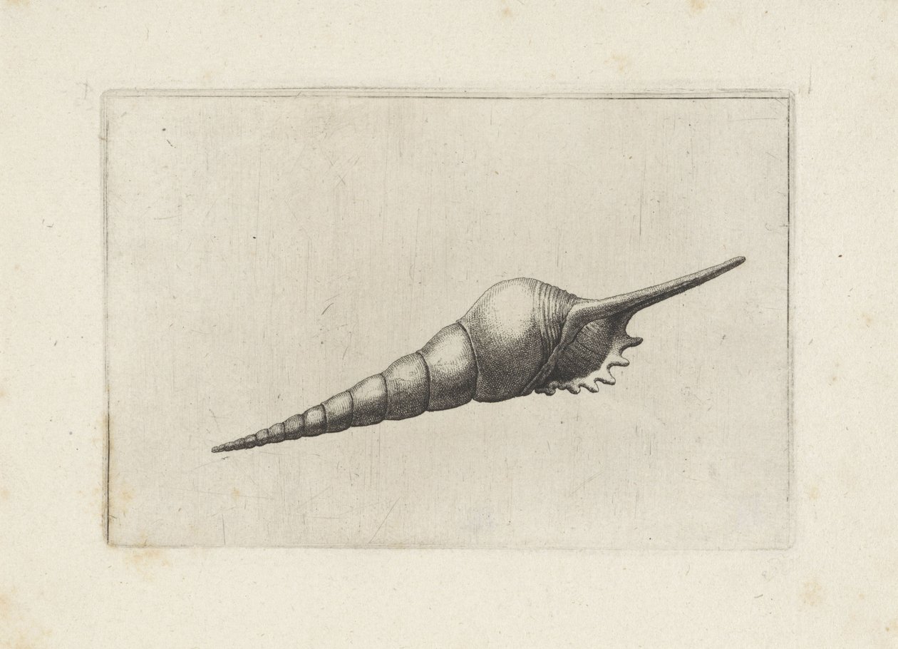 Schelp, fløytespindel melanocheilus Schelpen (serietittel) av Wenceslaus Hollar