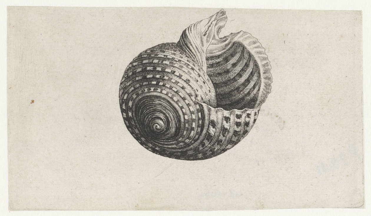 Skall, tonn dolium Skjell (serietittel) av Wenceslaus Hollar