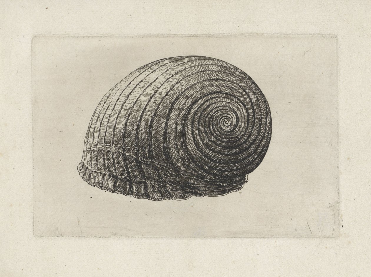 Shell, tonn galea Skjell (serietittel) av Wenceslaus Hollar