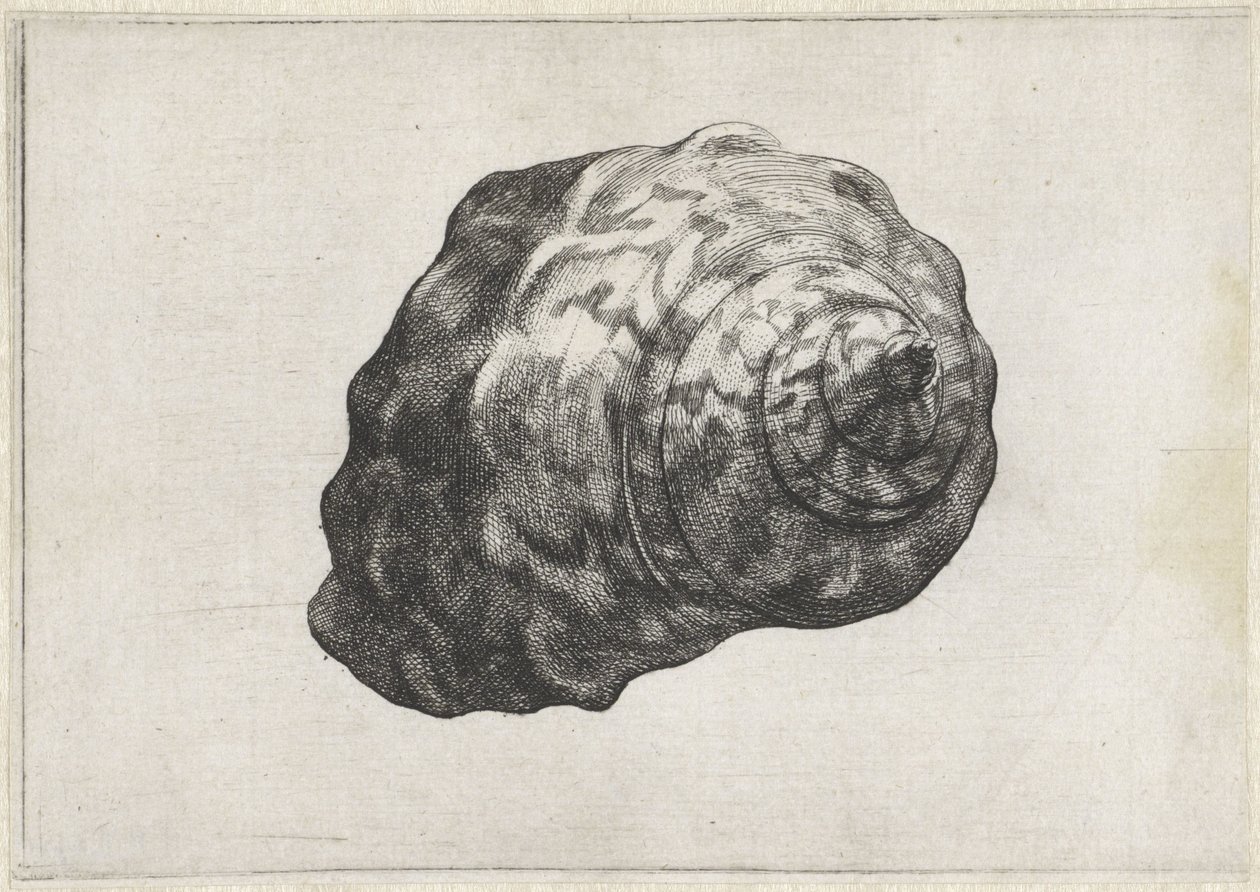 Shell, turbo sarmaticus Shells (serietittel) av Wenceslaus Hollar