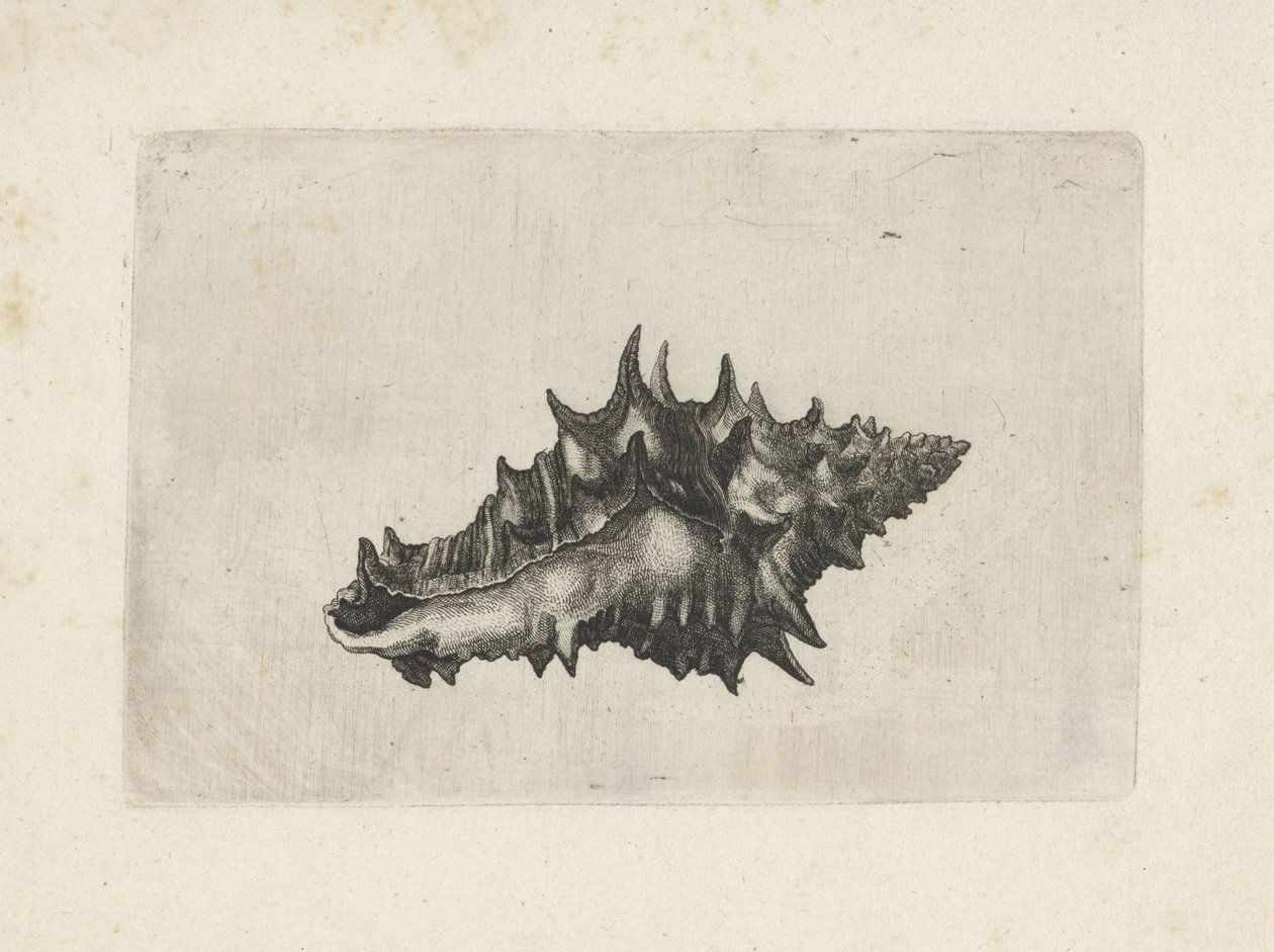 Skall, vasum keramik Skjell (serietittel) av Wenceslaus Hollar