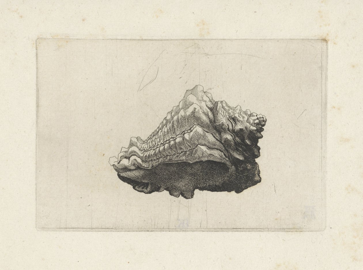 Skjell, vasum muricatum født Skjell (serietittel) av Wenceslaus Hollar