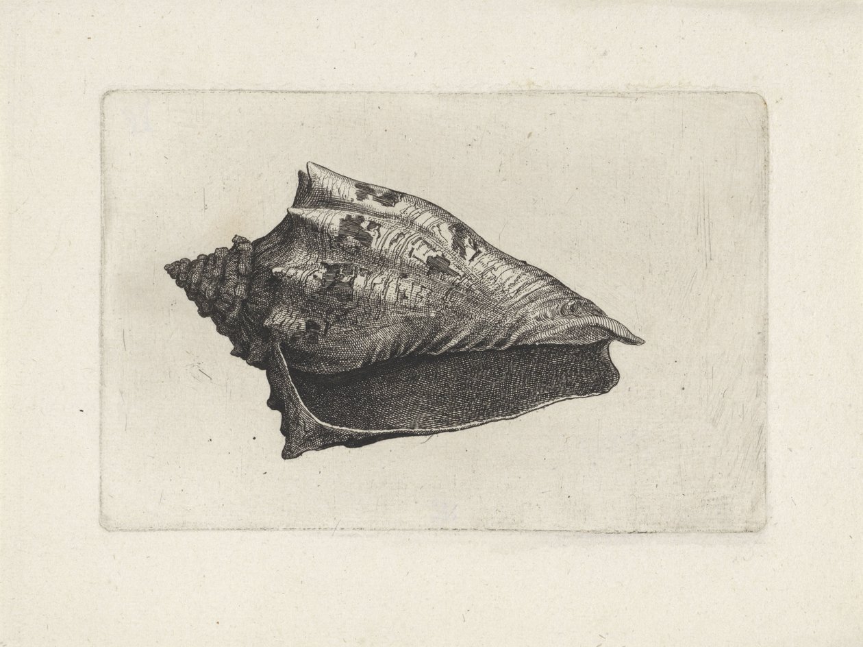 Skall, voluta ebraea Skjell (serietittel) av Wenceslaus Hollar