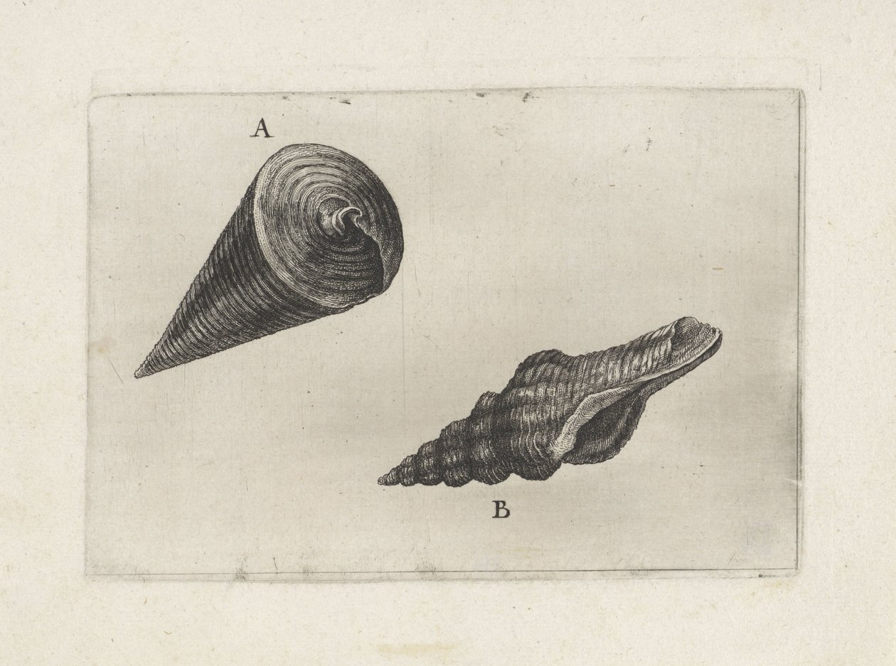 Skjell, telescopium telescopium (A) og fusinus laticostatus (B) Skjell (serietittel) av Wenceslaus Hollar