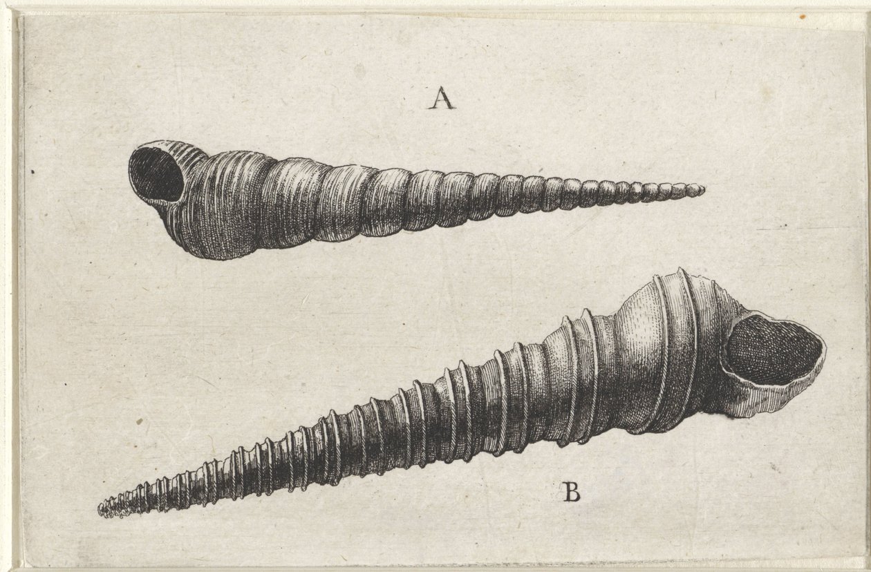 Skjell, turritella terebra (A) og turritella duplicata (B) Skjell (serietittel) av Wenceslaus Hollar