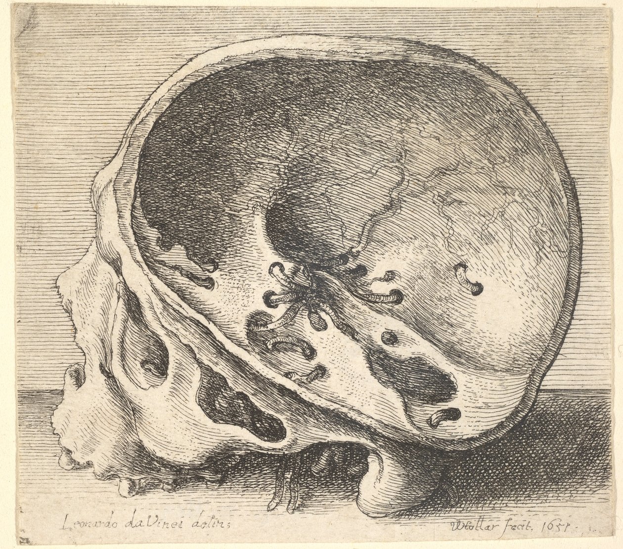 Seksjonert hodeskalle i profil til venstre med venstre side av kraniet fjernet, 1651. av Wenceslaus Hollar