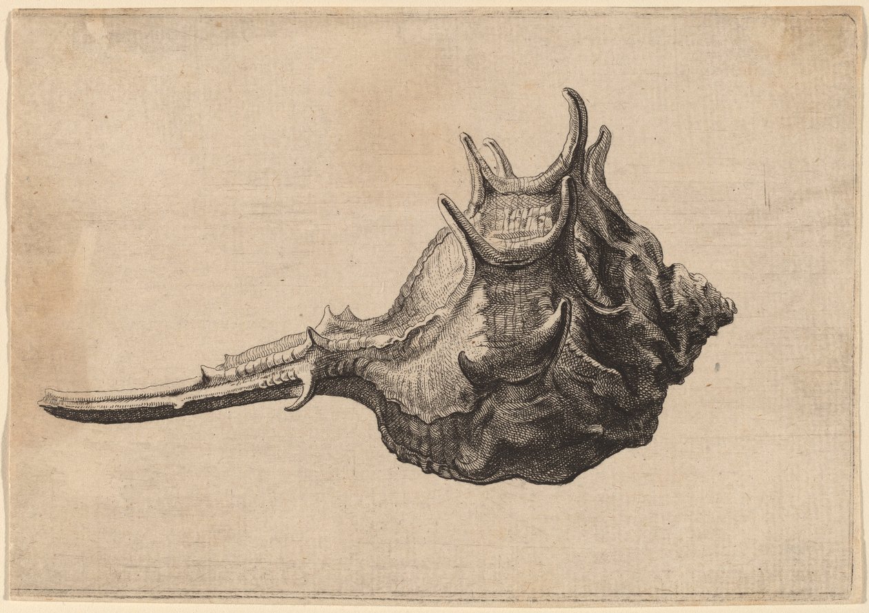 Shell (Murex brandaris) av Wenceslaus Hollar