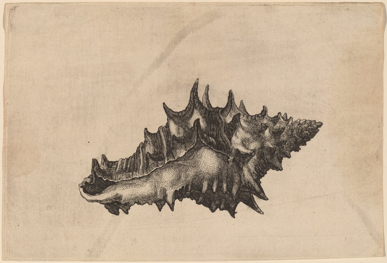 Skall (Vasum ceramicum) av Wenceslaus Hollar