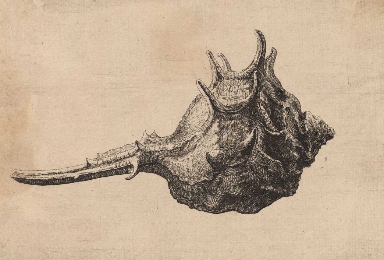 Shell Murex brandaris, ca. 1645. av Wenceslaus Hollar