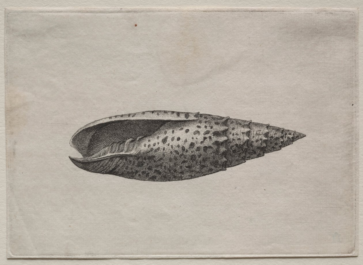 Skjell: Mitra Polishes, ca. 40-tallet. av Wenceslaus Hollar