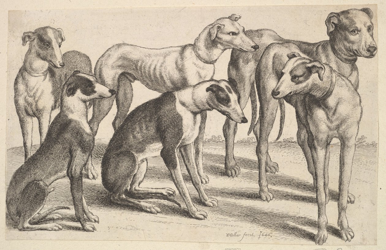 Six Hounds, 1646. av Wenceslaus Hollar