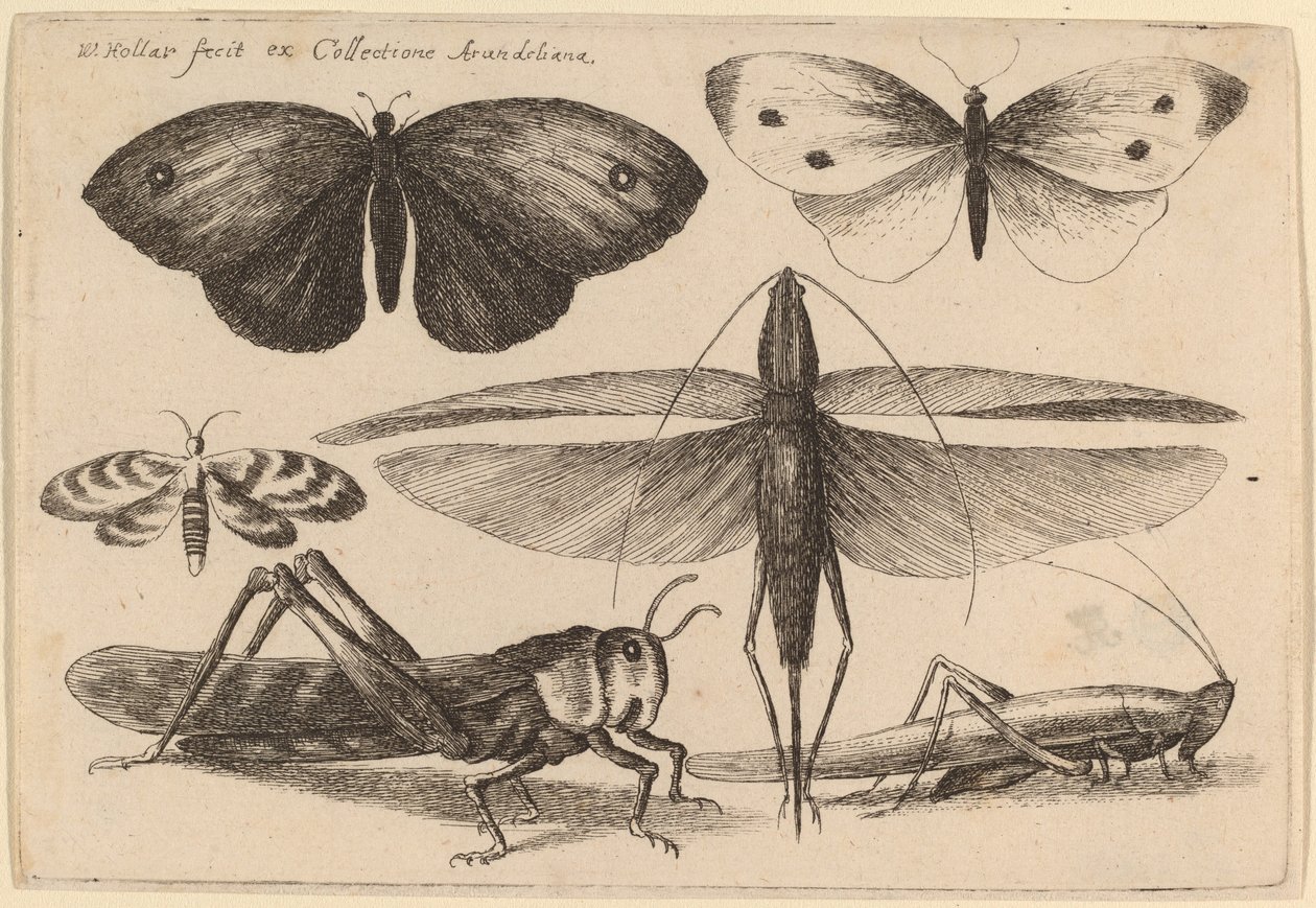 Seks insekter av Wenceslaus Hollar