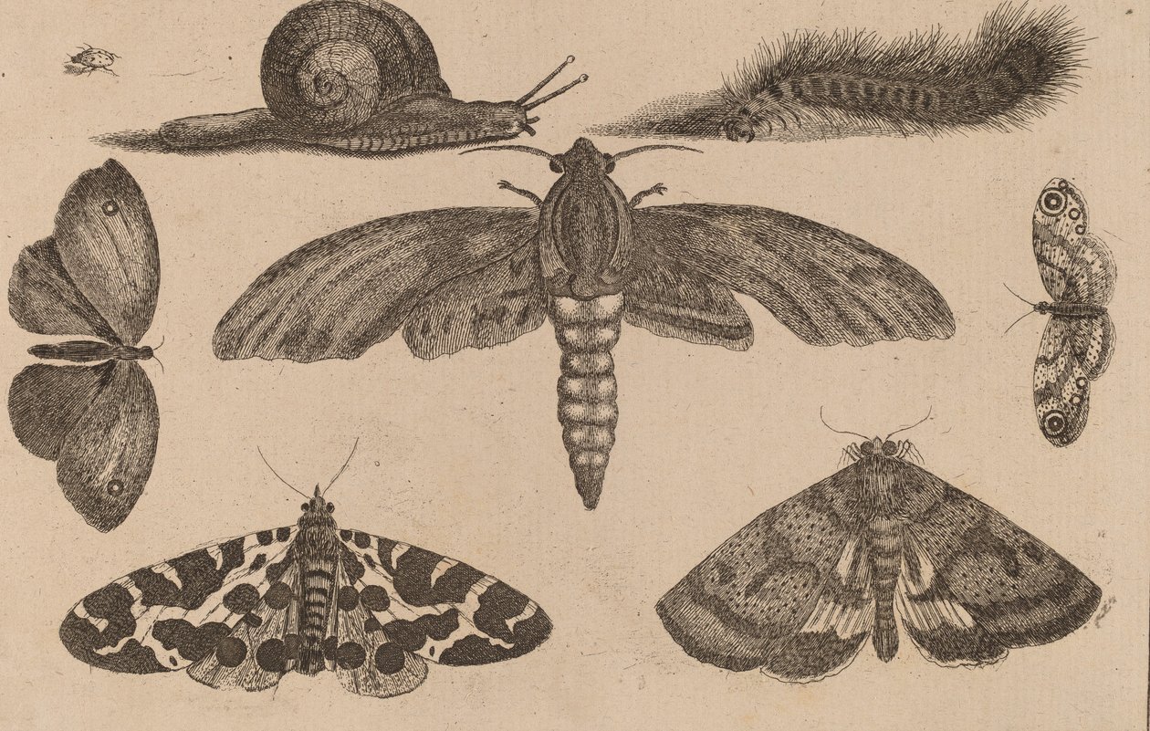 Seks insekter, en larve og en snegl. av Wenceslaus Hollar