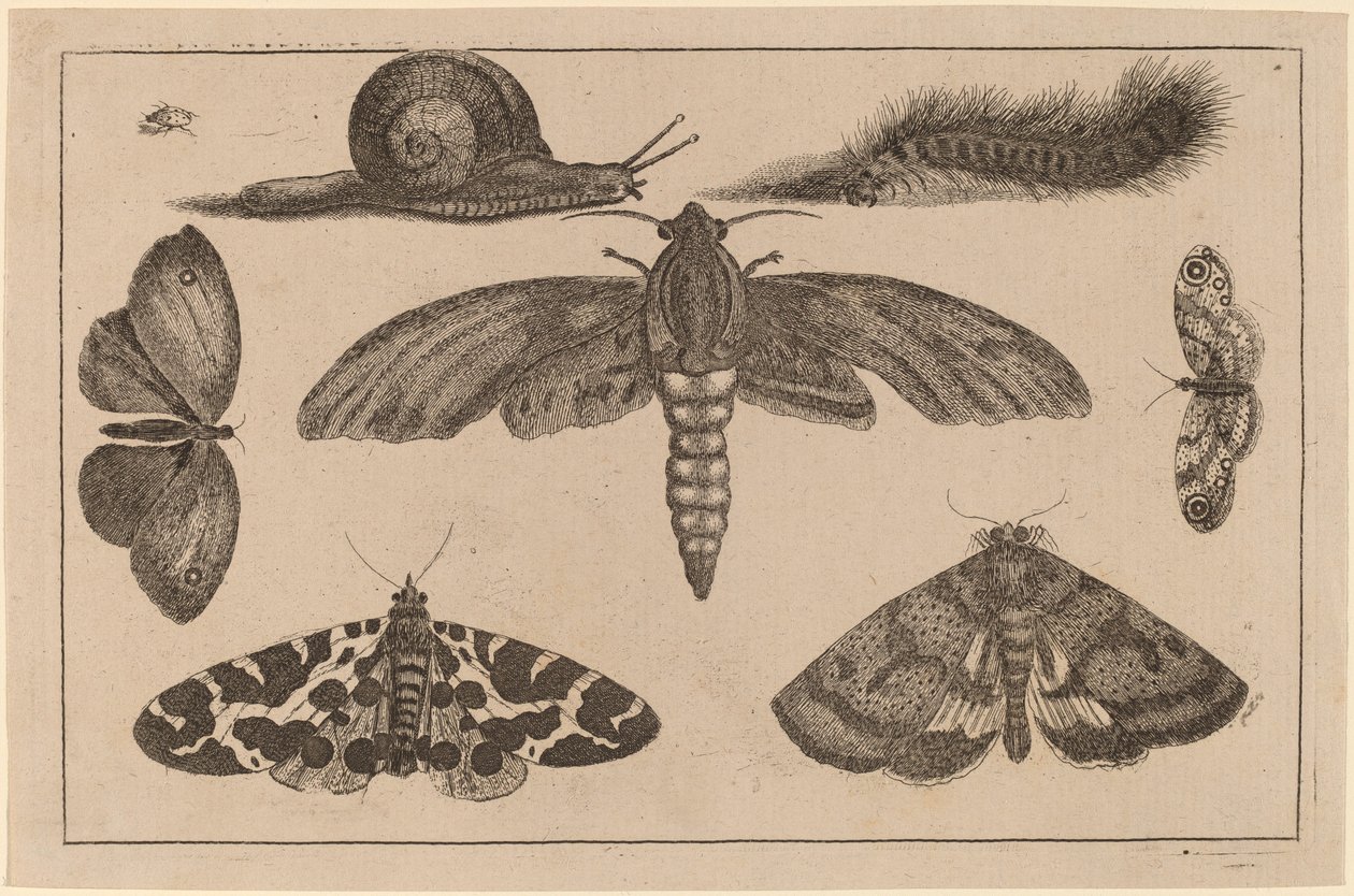 Seks insekter, en larve og en snegl av Wenceslaus Hollar