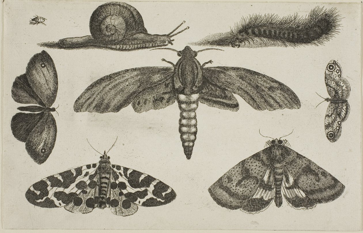 Seks insekter, en larve og en snegl av Wenceslaus Hollar