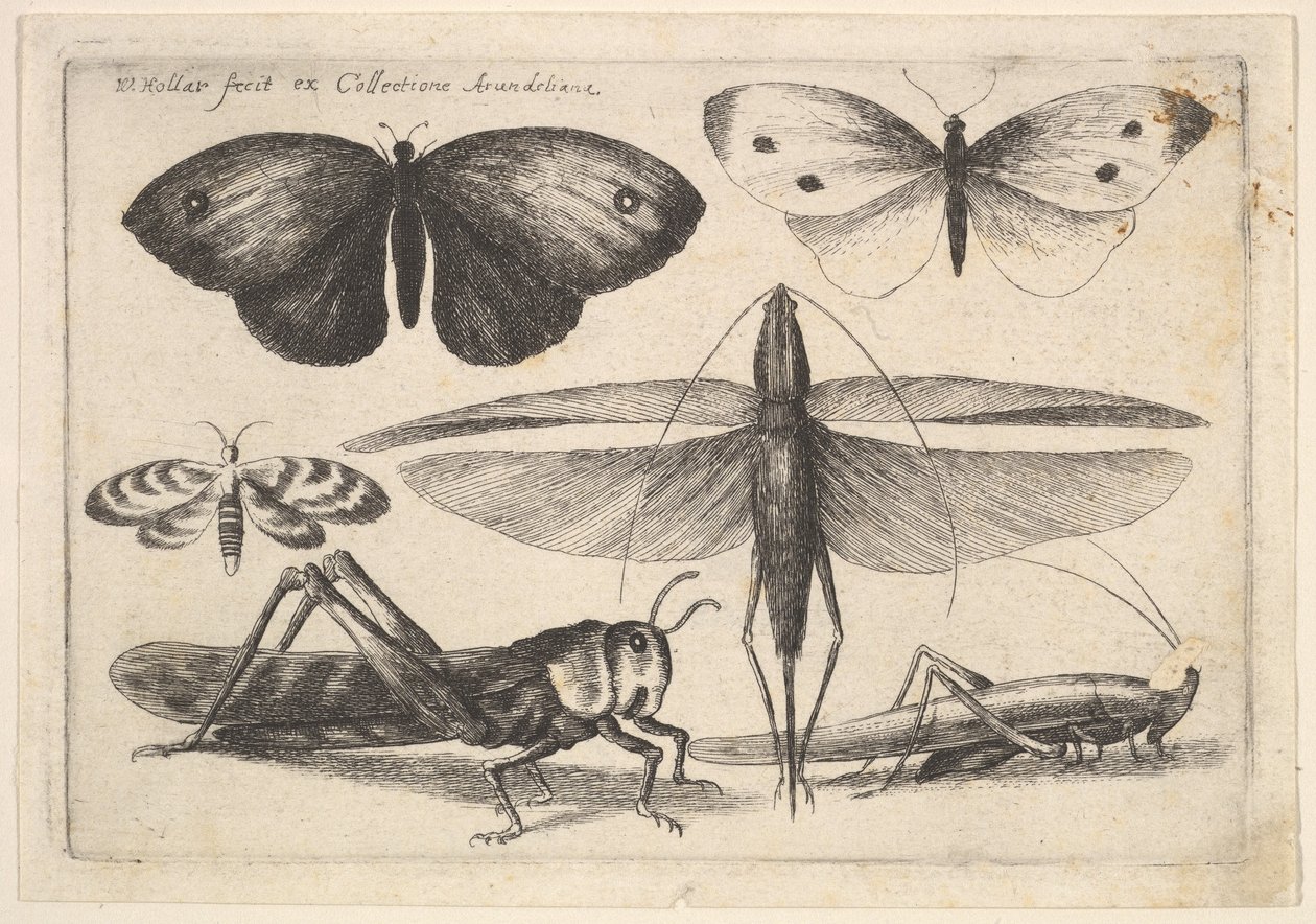 Seks insekter, 1646. av Wenceslaus Hollar