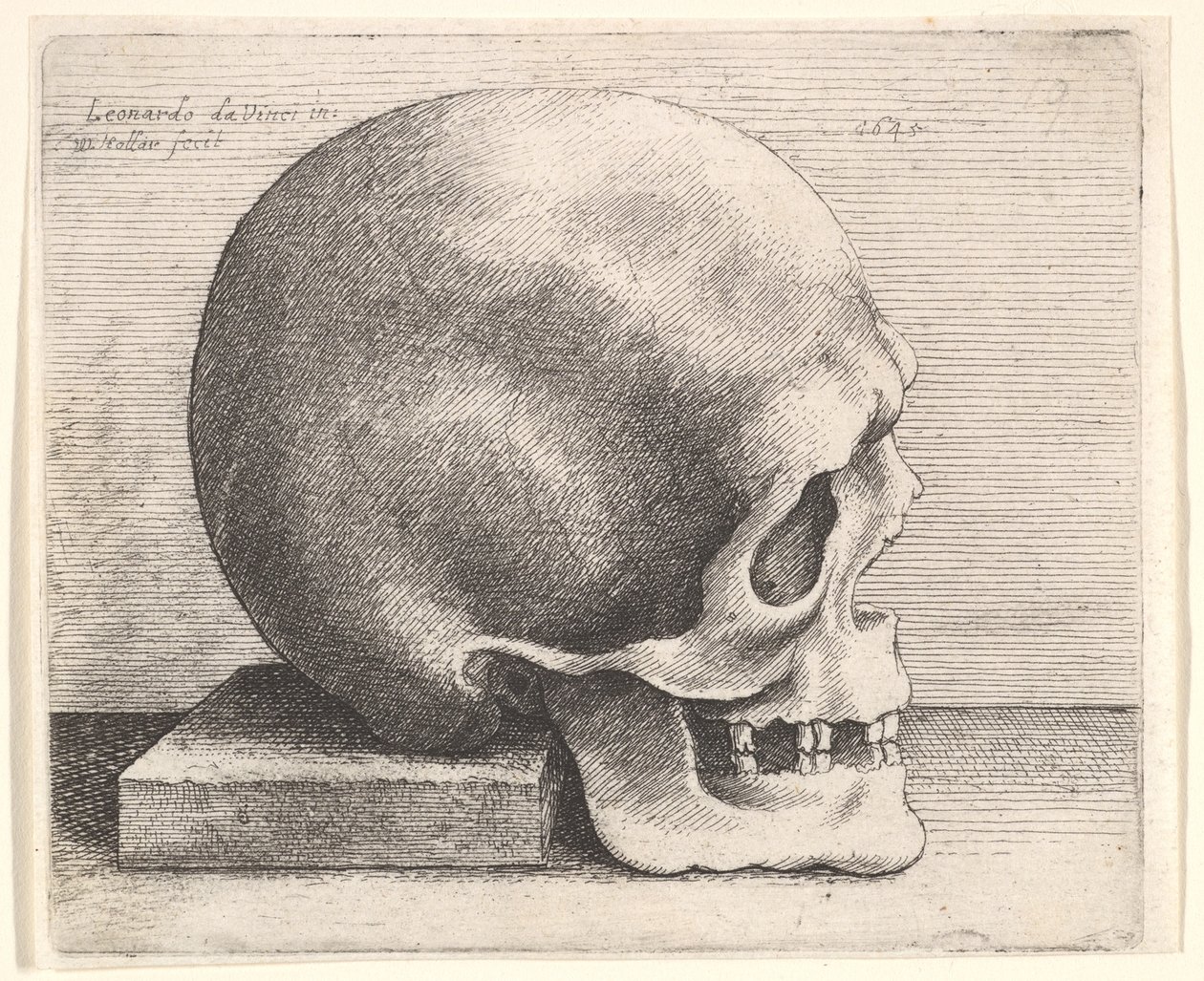 Hodeskalle i profil til høyre, 1645. av Wenceslaus Hollar