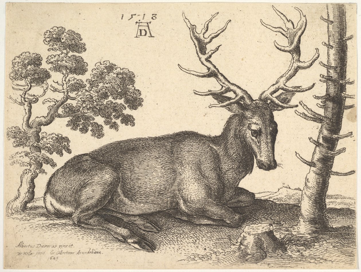 Hjort liggende til høyre, 1649. av Wenceslaus Hollar