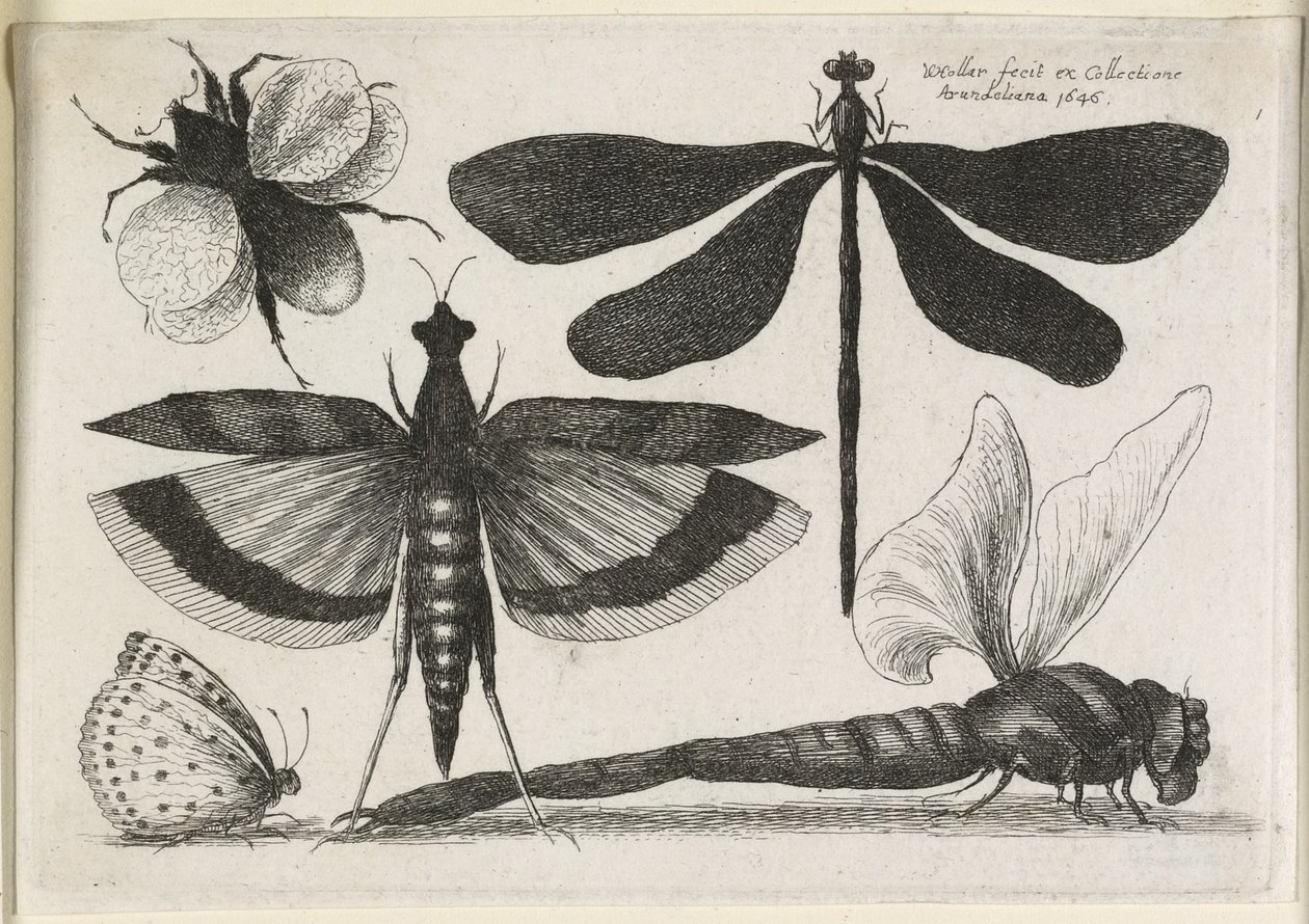 The Set of Butterflies, One of Tolv, 1646 av Wenceslaus Hollar
