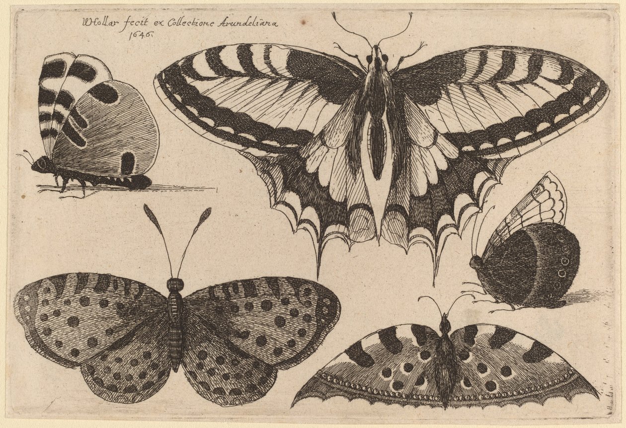 Tre sommerfugler og to møll av Wenceslaus Hollar