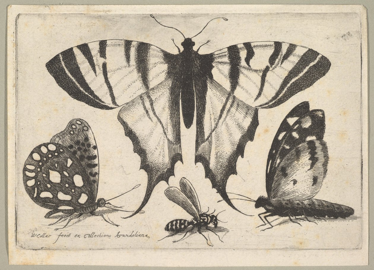 Tre sommerfugler og en veps, 1646. av Wenceslaus Hollar