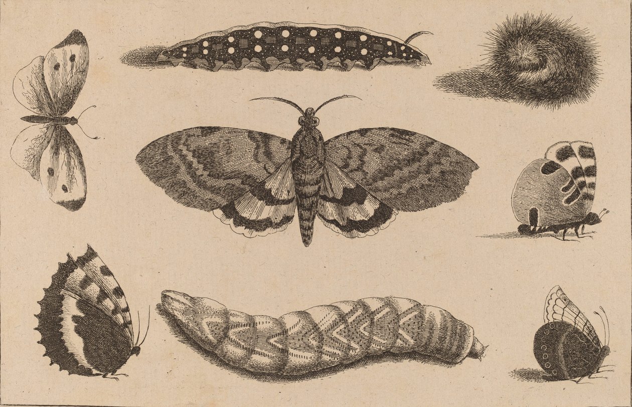 Tre larver, en møll og fire sommerfugler. av Wenceslaus Hollar