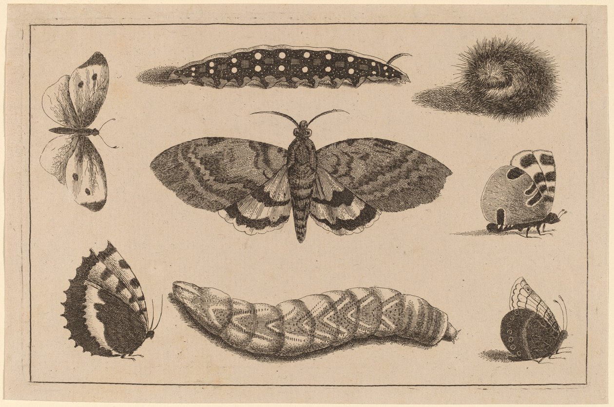 Tre larver, en møll og fire sommerfugler av Wenceslaus Hollar