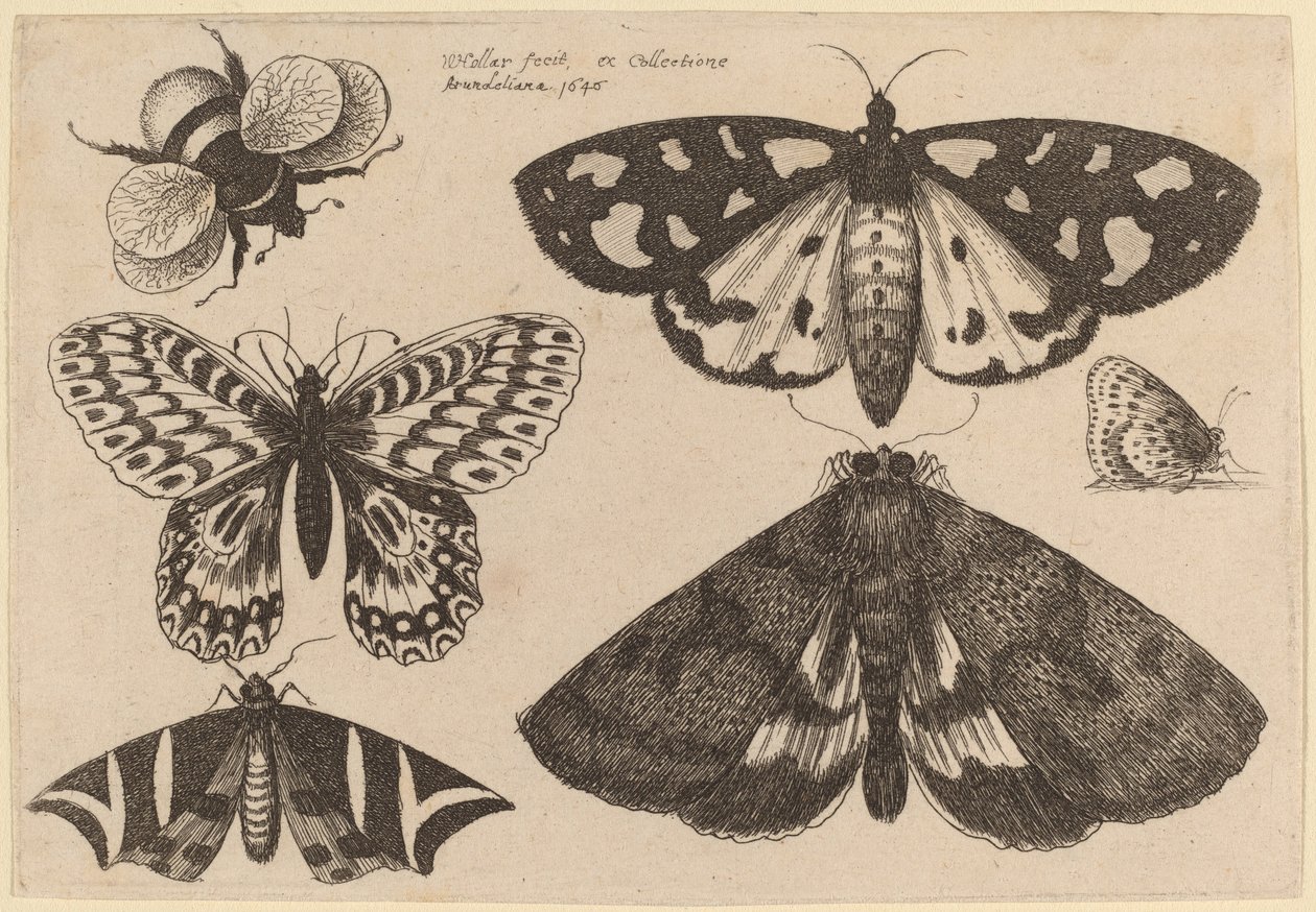 Tre møll, to sommerfugler og en humle av Wenceslaus Hollar