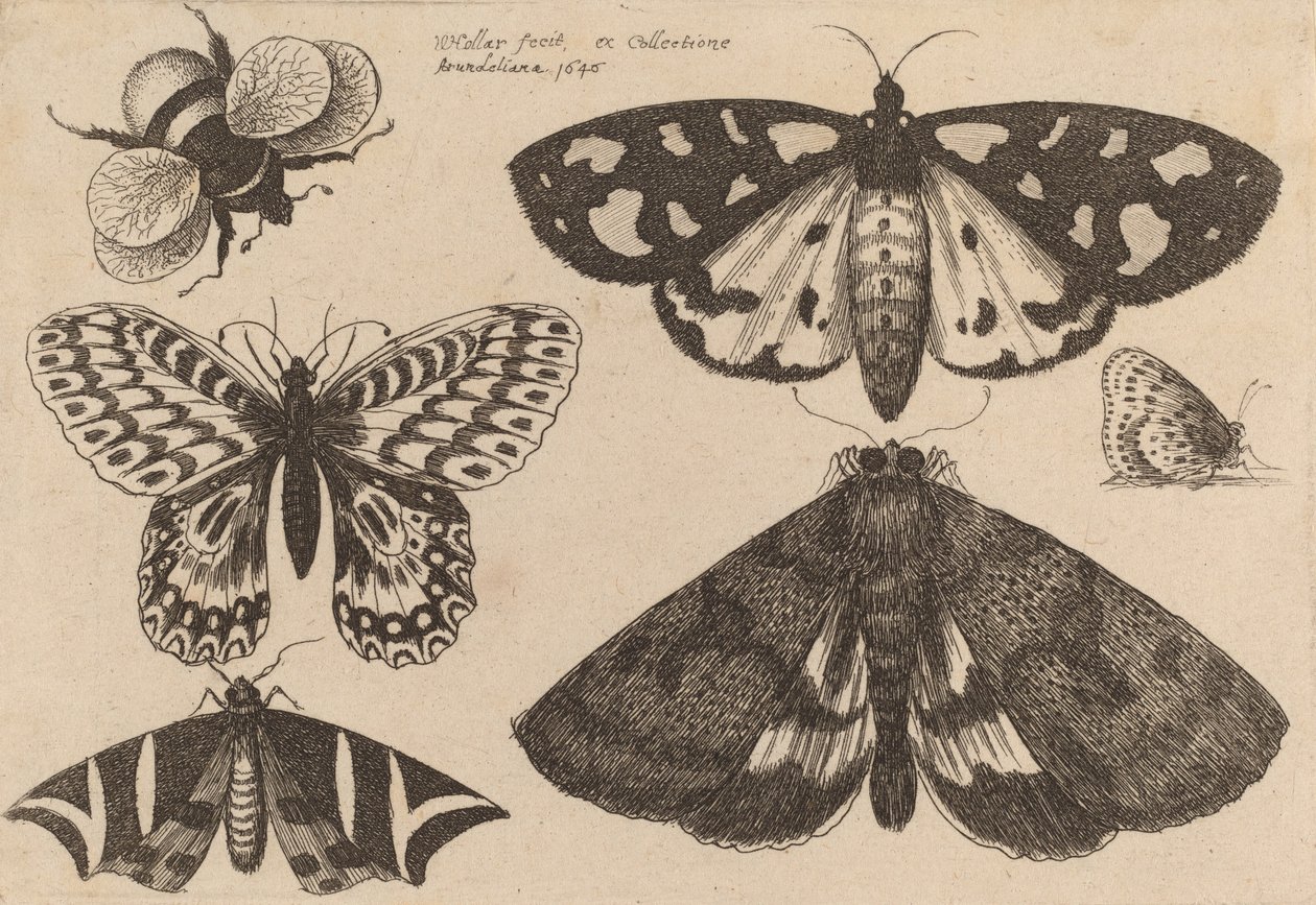 Tre møll, to sommerfugler og en humle, 1646. av Wenceslaus Hollar