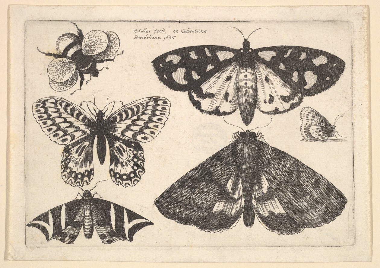 Tre møll, to sommerfugler og en humle, 1646. av Wenceslaus Hollar