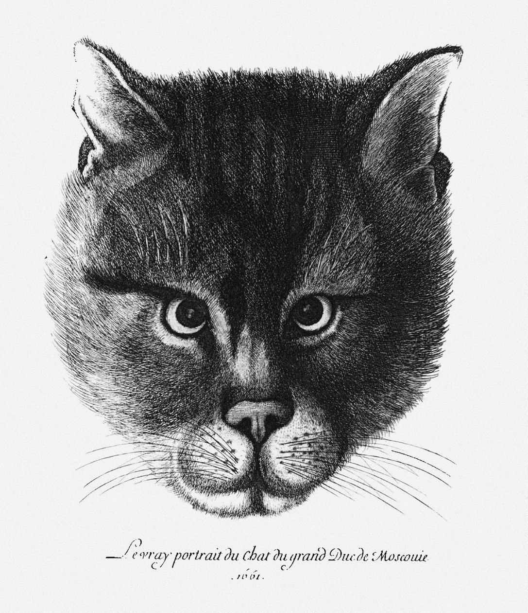 Sant bilde av katten til tsaren Alexis I Mikhailovich fra Russland av Wenceslaus Hollar