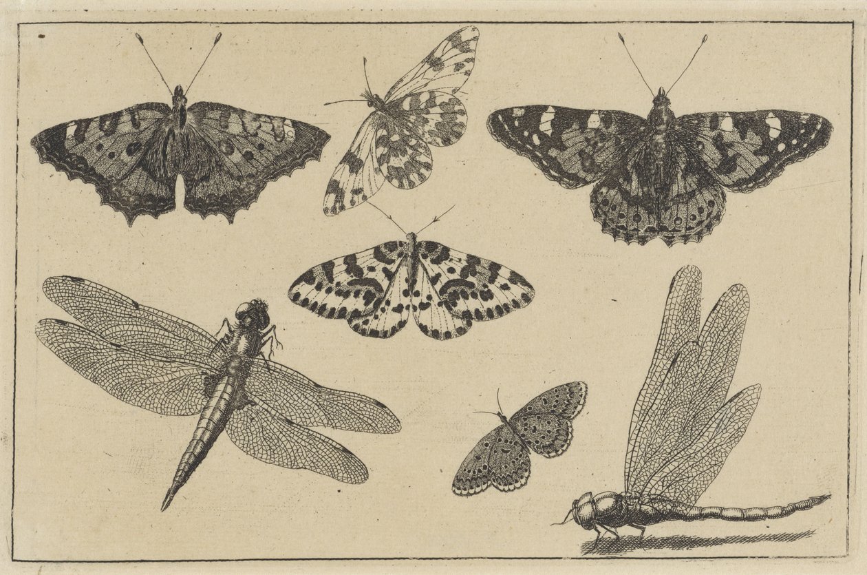 To øyenstikkere og fem sommerfugler Diverse insekter (serietittel) Diversae Insectorum (serietittel) av Wenceslaus Hollar