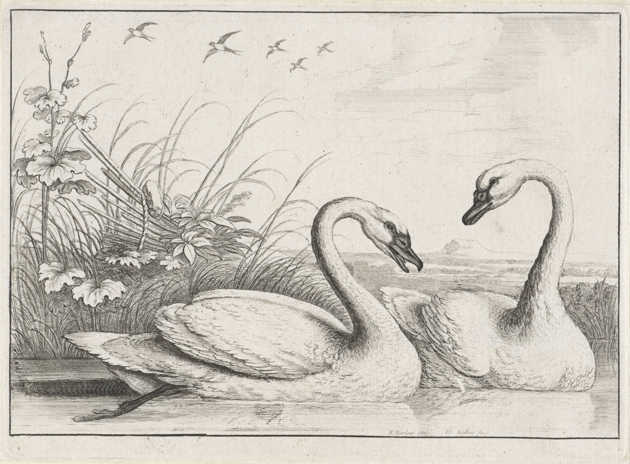 to svaner Diversae avium arter (serietittel) Forskjellige fugler (serietittel) av Wenceslaus Hollar