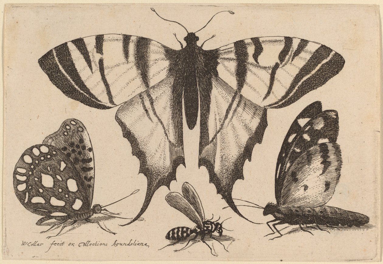 To sommerfugler, en veps og en møll av Wenceslaus Hollar