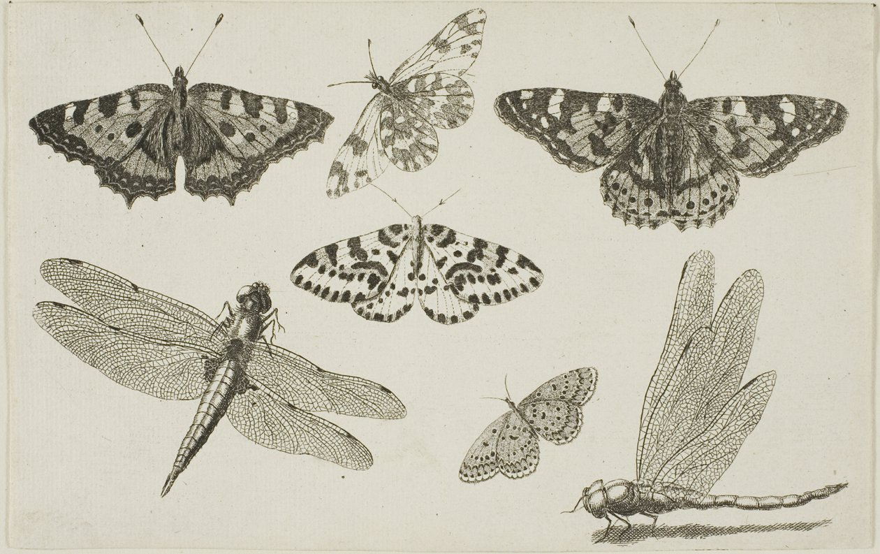To øyenstikkere og fem sommerfugler av Wenceslaus Hollar