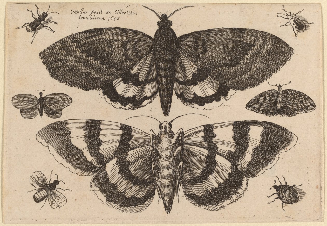 To møll og seks insekter av Wenceslaus Hollar
