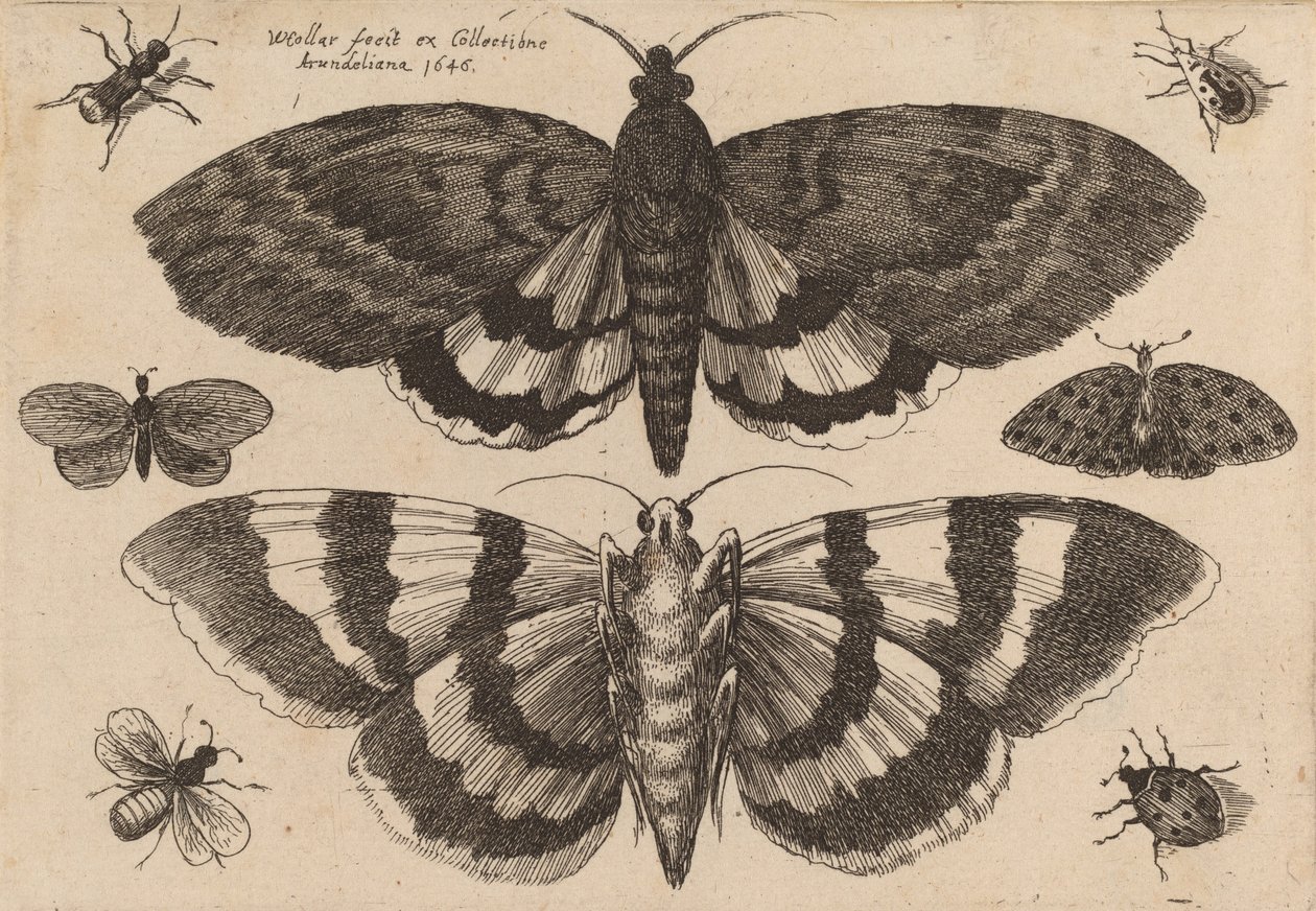 To møll og seks insekter, 1646. av Wenceslaus Hollar