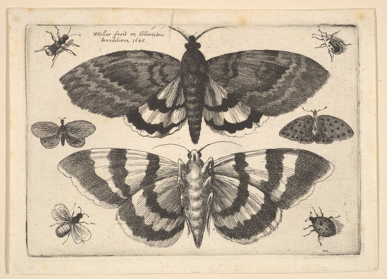 To møll og seks insekter, 1645. av Wenceslaus Hollar
